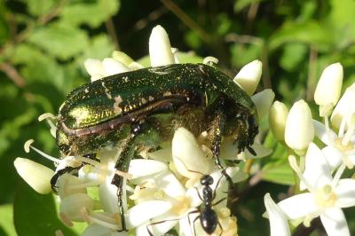 <i>Cetonia aurata</i>