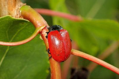 <i>Chrysomela populi</i>