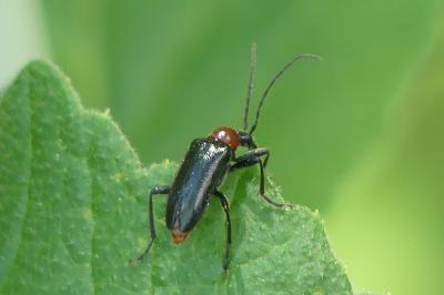 <i>Dinoptera collaris</i>