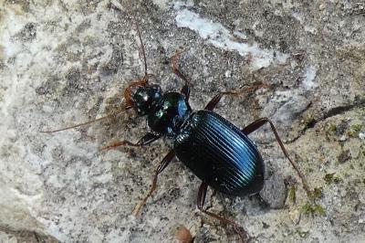 <i>Leistus spinibarbis</i>