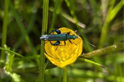 <i>Oedemera nobilis</i>