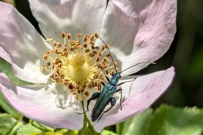 <i>Oedemera nobilis</i>