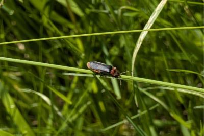 <i>Cantharis rustica</i>