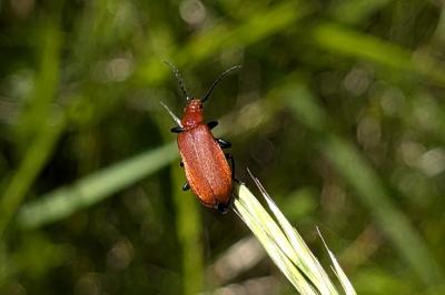 <i>Pyrochroa serraticornis</i>