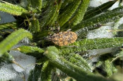 <i>Larinus turbinatus</i>