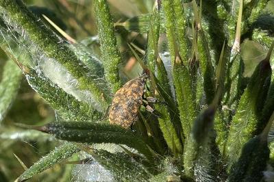 <i>Larinus turbinatus</i>