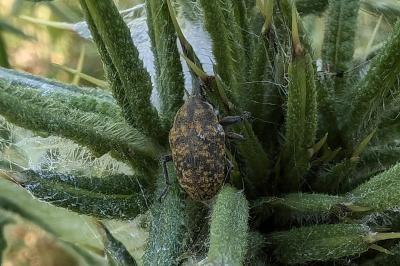 <i>Larinus turbinatus</i>