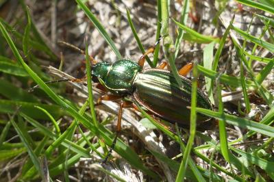 <i>Carabus auratus</i>