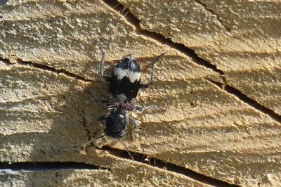 <i>Clerus mutillarius</i>