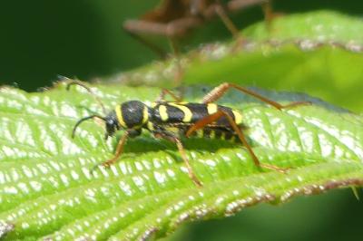 <i>Clytus arietis</i>