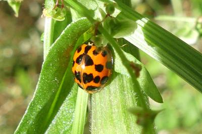 <i>Harmonia axyridis</i>