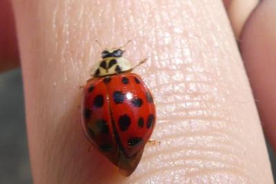 <i>Harmonia axyridis</i>