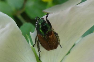 <i>Phyllopertha horticola</i>