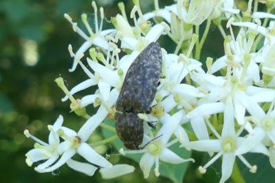<i>Agrypnus murinus</i>