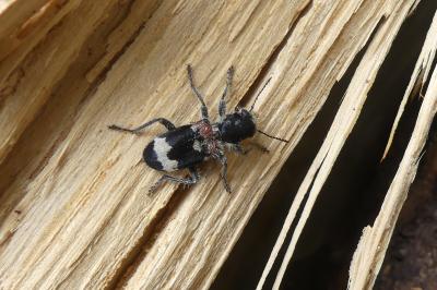 <i>Clerus mutillarius</i>