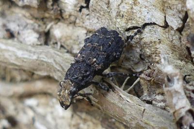 <i>Platyrhinus resinosus</i>