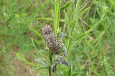 <i>Agrypnus murinus</i>