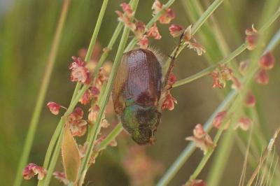 <i>Phyllopertha horticola</i>