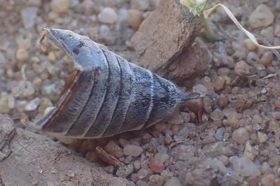 <i>Melolontha hippocastani</i>