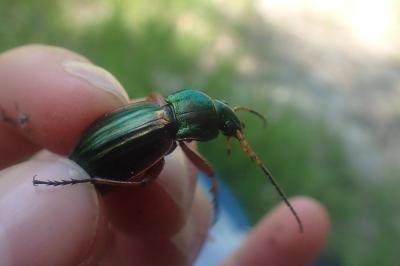 <i>Carabus auratus</i>