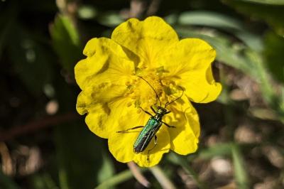 <i>Oedemera nobilis</i>