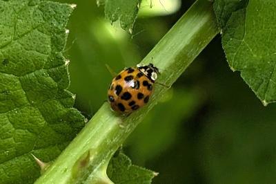 <i>Harmonia axyridis</i>