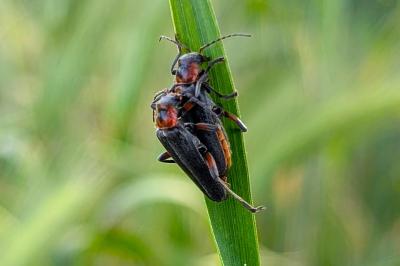 <i>Cantharis rustica</i>