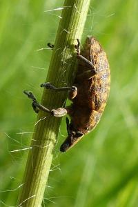 <i>Larinus turbinatus</i>
