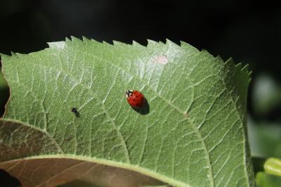 <i>Harmonia axyridis</i>