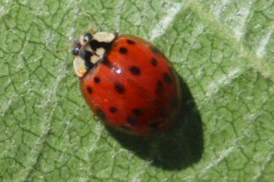 <i>Harmonia axyridis</i>