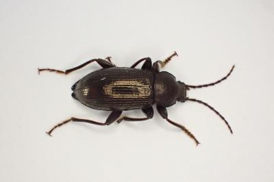 <i>Stenomax aeneus</i>