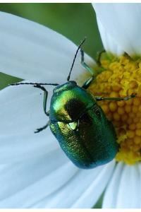 <i>Cryptocephalus</i>