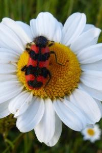<i>Trichodes alvearius</i>