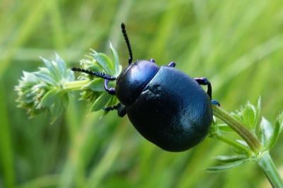 <i>Timarcha goettingensis</i>