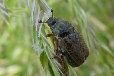 <i>Hoplia</i>