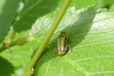 <i>Xanthogaleruca luteola</i>