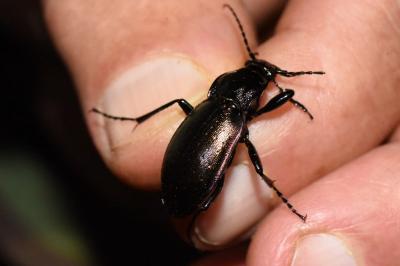 <i>Carabus nemoralis</i>