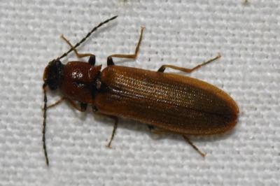 <i>Denticollis linearis</i>