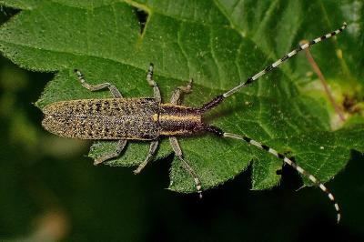<i>Agapanthia villosoviridescens</i>