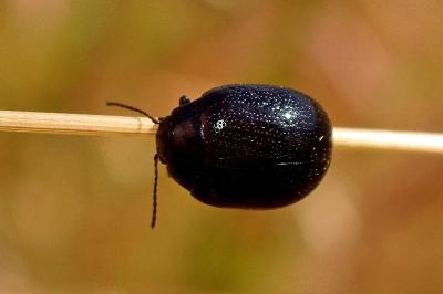 <i>Chrysolina haemoptera</i>