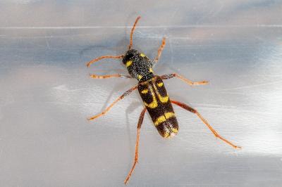 <i>Xylotrechus arvicola</i>