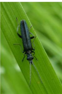 <i>Oedemera</i>