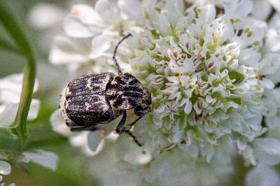 <i>Valgus hemipterus</i>