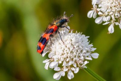 <i>Trichodes alvearius</i>