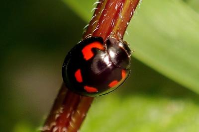 <i>Exochomus quadripustulatus</i>