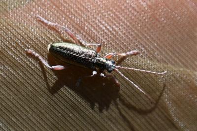<i>Donacia clavipes</i>