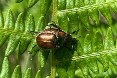 <i>Phyllopertha horticola</i>