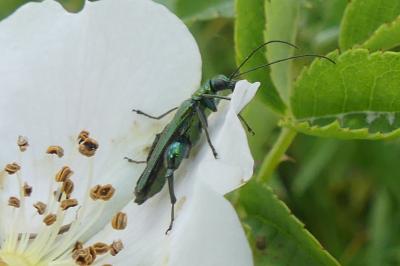 <i>Oedemera nobilis</i>
