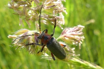 <i>Cantharis rustica</i>