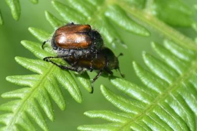 <i>Phyllopertha horticola</i>